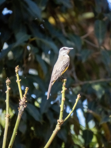 Tropical Kingbird