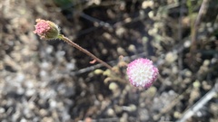 Chaenactis artemisiifolia