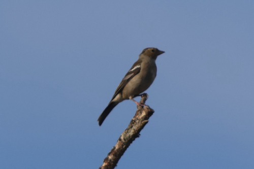 Common Chaffinch