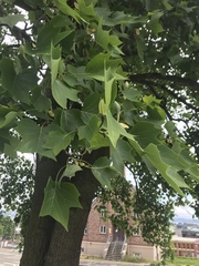 Liriodendron tulipifera