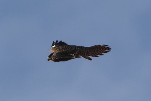 Eurasian Kestrel