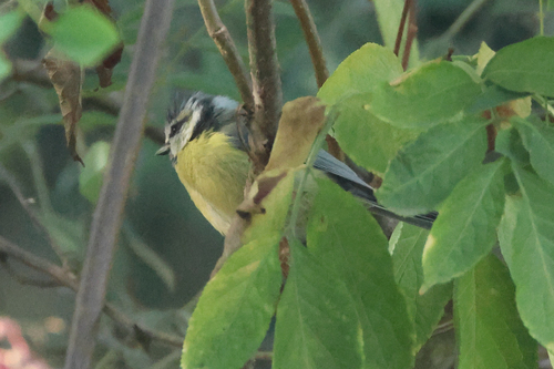 Eurasian Blue Tit