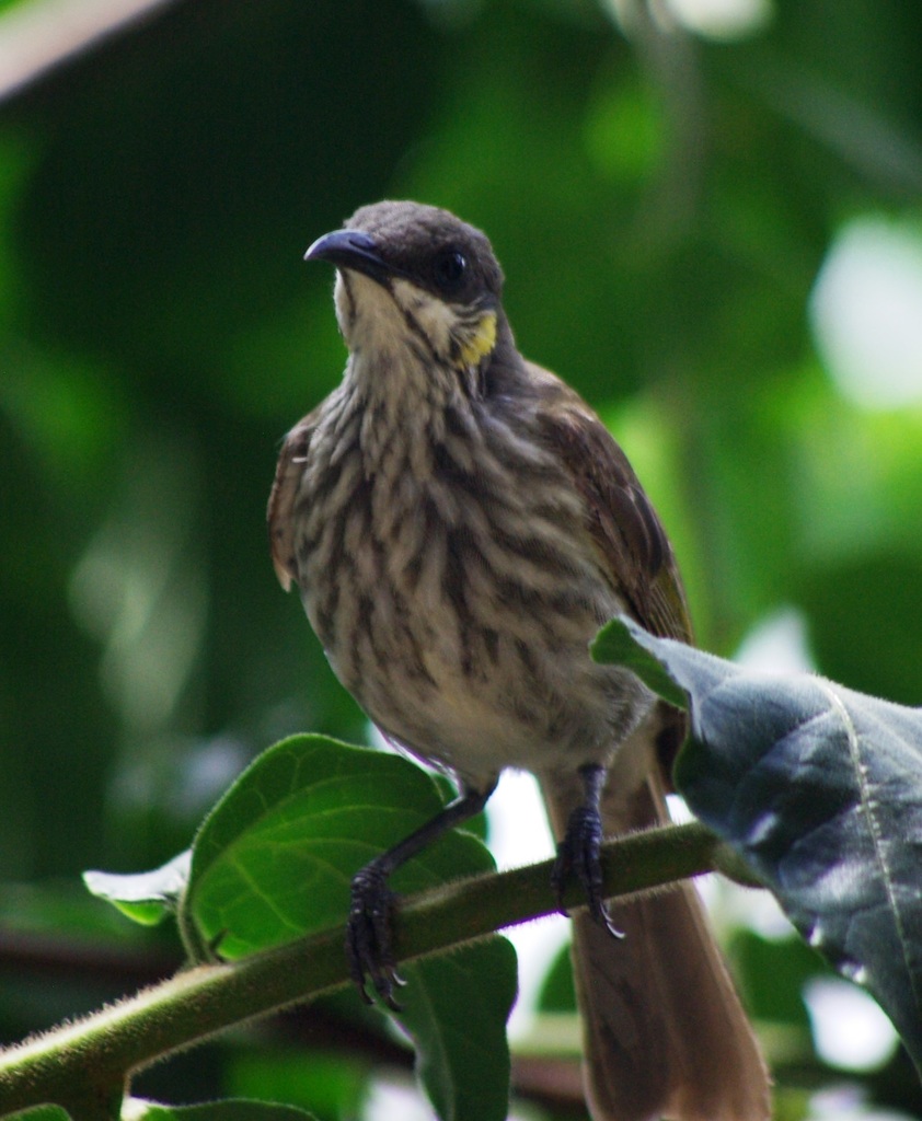 Streak-breasted Honeyeater photo