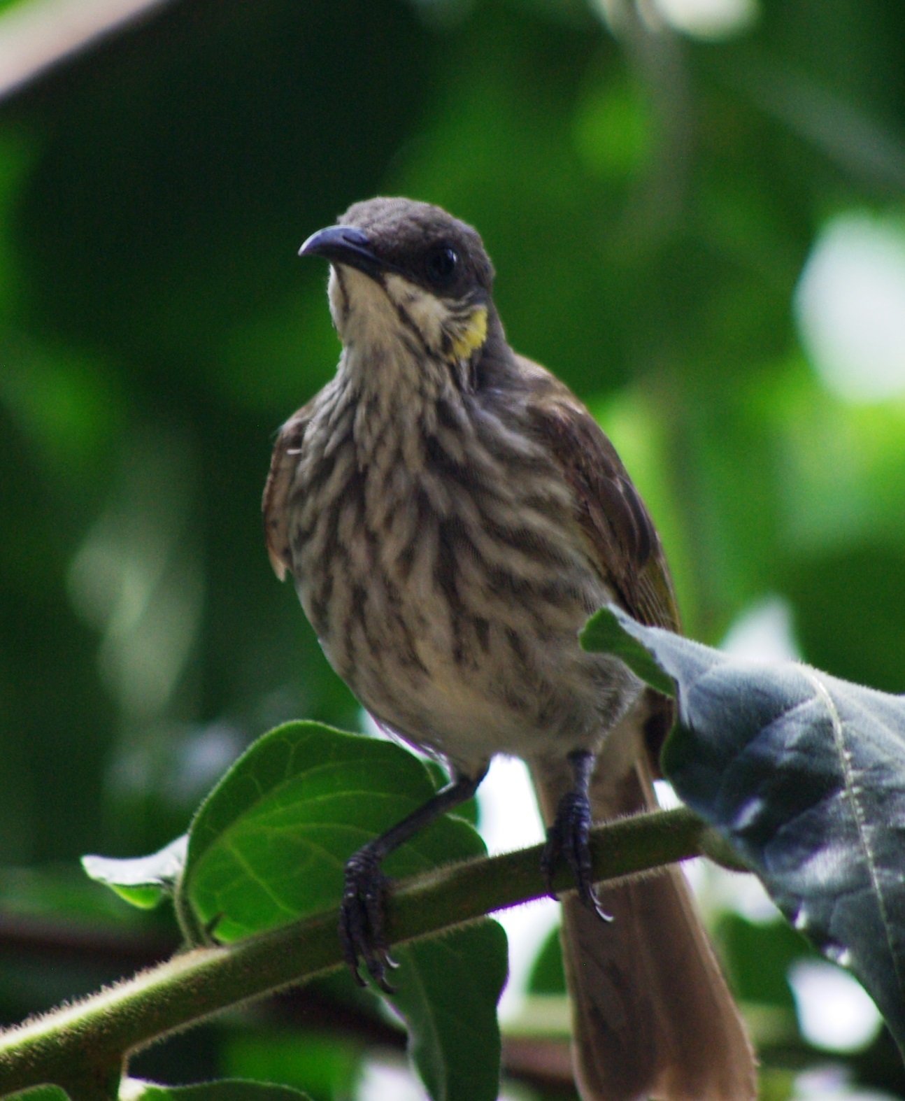 Streak-breasted Honeyeater illustration