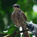 Territornis reticulata - Photo (c) smoghead, vissa rättigheter förbehållna (CC BY-NC), uppladdad av smoghead