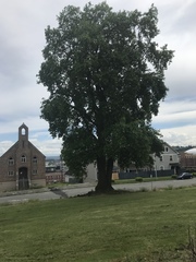 Liriodendron tulipifera
