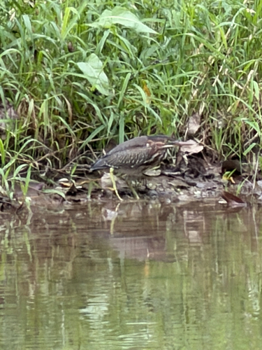 Green Heron
