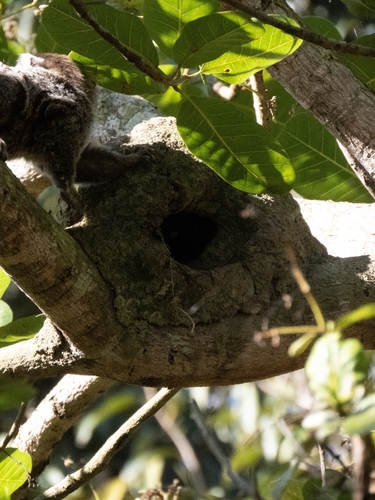 Common Marmoset
