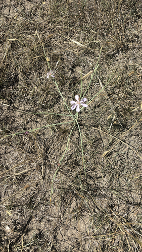 rush skeletonplant