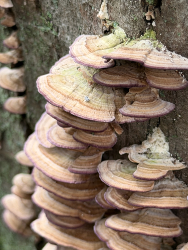 violet-toothed polypore