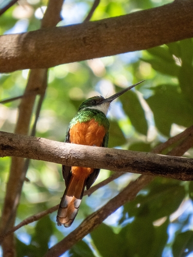 Rufous-tailed Jacamar