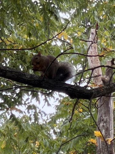 Eastern Gray Squirrel