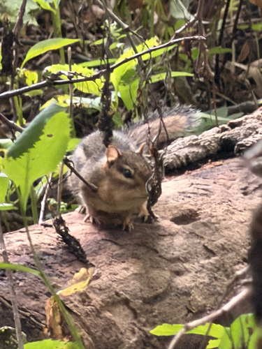 Eastern Chipmunk