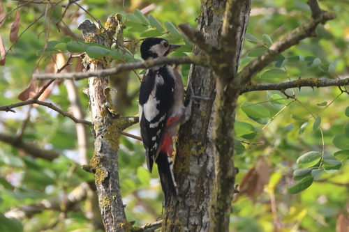 Great Spotted Woodpecker