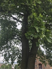 Liriodendron tulipifera