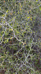 Colubrina texensis, photograph (c) Gary Rogers, some rights reserved (CC BY)