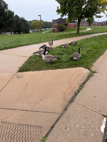 Canada Goose
