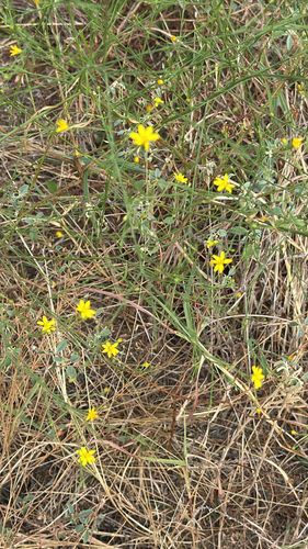 Gutierrezia texana, photograph 1