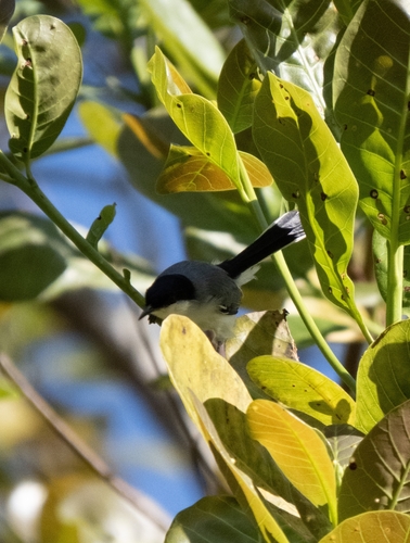 Polioptila plumbea atricapilla