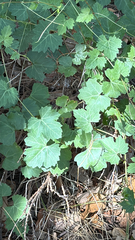 Cissus trifoliata, photograph (c) Gary Rogers, some rights reserved (CC BY)