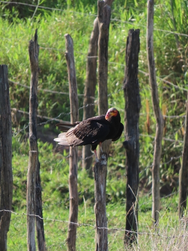Lesser Yellow-headed Vulture