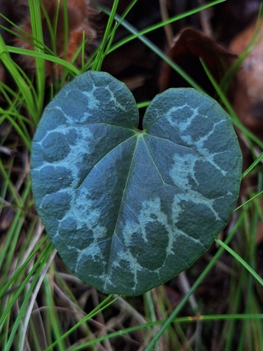 European Cyclamen