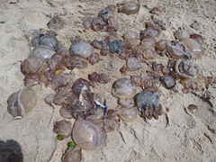 Rhizostomatidae