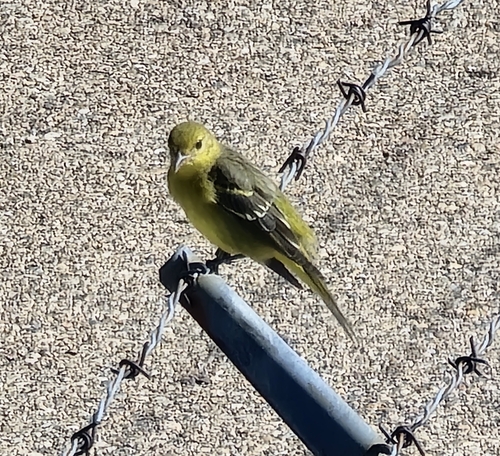 Western Tanager