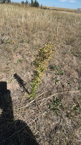 horseweed