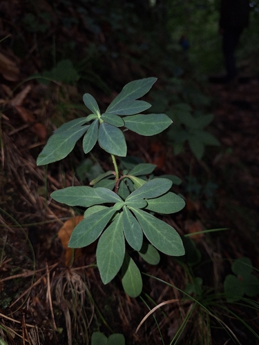 wood spurge