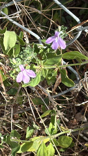 Justicia pilosella
