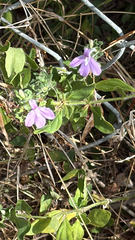 Justicia pilosella