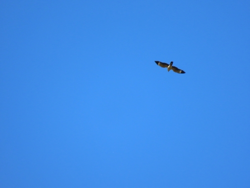 Yellow-headed Caracara