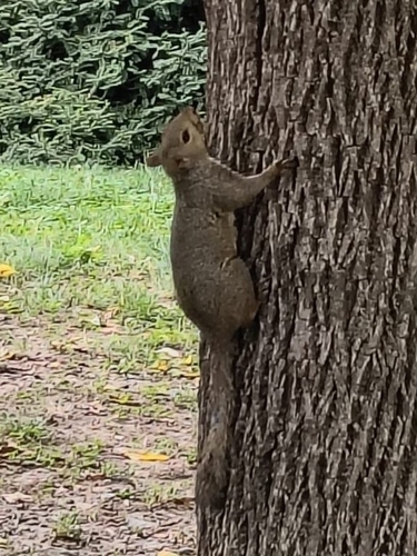 Eastern Gray Squirrel