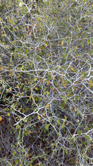 Colubrina texensis