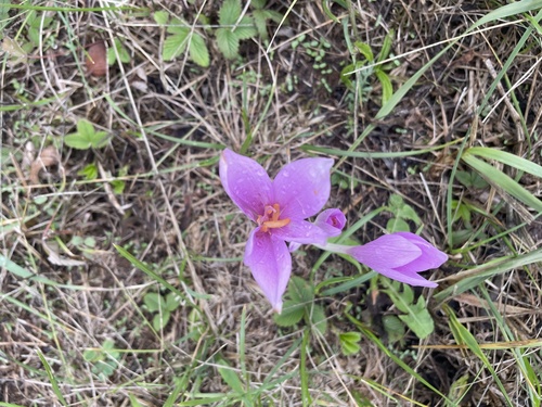 Autumn Crocus