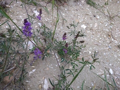 Medicago sativa
