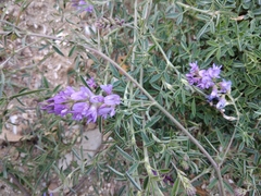 Medicago sativa