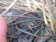 Sidymella trapezia