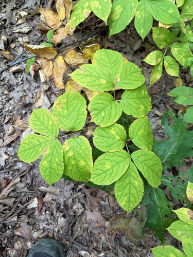 wild sarsaparilla