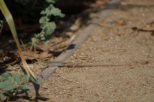 iNaturalist observation photo of Northern Whiptails