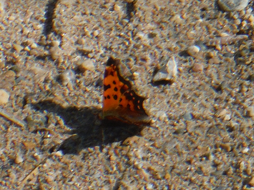Eastern Comma
