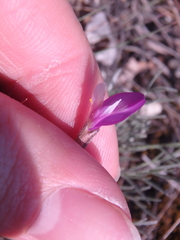 Astragalus subuliformis