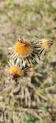 Carlina vulgaris, photograph (c) Ondřej Křivan, some rights reserved (CC BY)