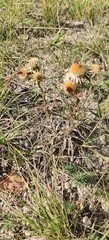 Carlina vulgaris, photograph (c) Ondřej Křivan, some rights reserved (CC BY)