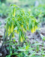 Uvularia grandiflora