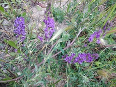 Medicago sativa
