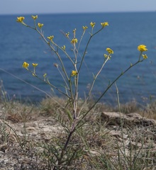 Brassica elongata pinnatifida