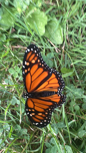 Monarch