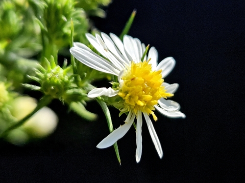 Frost Aster